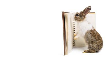 söt liten kanin eller kanin som står och läser en bok har vit isolerad bakgrund med urklippsbana, pedagogiskt koncept foto