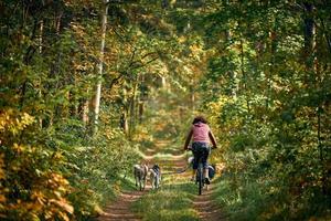 cyklande slädhundar som kör lopp, snabba siberian husky slädhundar som drar cykel som springer längs stigen foto