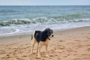 blöt förlorad hund går på sandstrand och letar efter en ägare, Östersjön bakgrund foto