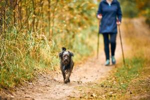 kvinna i sportkläder promenader liten lurvig hund, stavgång, promenader lurvig brun valp på hösten foto