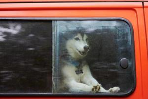 siberian husky slädhund låst i röd bil, rolig husky hund tittar ut bilfönstret inuti bilen foto