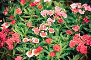 blommönster natur med gröna blad - vit och röd färgglad dianthus chinensis blomma bakgrund foto