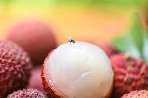 flugor på frukt litchi konceptet för smutsig mat förorening hygien, fluga på mat foto