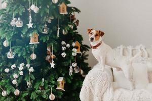 vintersemester och inhemsk atmosfär koncept. jack russell terrier hund poserar nära dekorerad julgran på fåtölj med vit pläd. foto