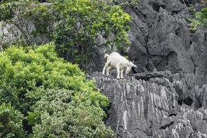 vit get som klättrar på kalkstensberg foto