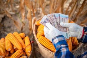 majsbönder håller thailändska sedlar värda 5 000 baht som folk får från regeringen. foto