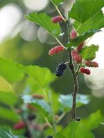 mullbärsfrukt som blommar på träd i trädgården på suddig naturbakgrund foto