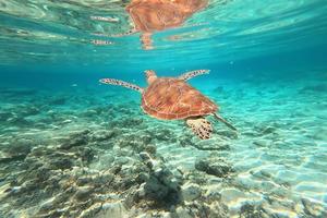 utrotningshotad havssköldpadda som kryssar i turkost havsvatten vid gili trawangan, lombok, indonesien. undervattens värld. foto