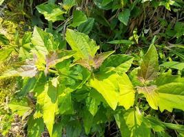 chromolaena odorata växt, lämplig användning för medicin foto