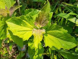 chromolaena odorata växt, lämplig användning för medicin foto