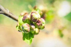 rosa äppleblommor, vacker vårbakgrund. foto