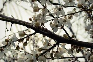 vackra sakura blommor, körsbärsblom foto