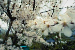 färska vårens vackra blommor av körsbärsträdet. foto