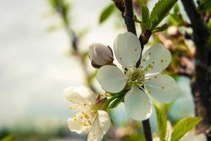 färska vårens vackra blommor av körsbärsträdet. foto