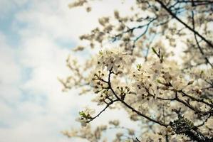 vackra vita blommor av körsbärsträd. foto