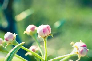 rosa äppleblommor, vacker vårbakgrund. foto