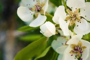 färska vackra blommor av äppelträdet. foto