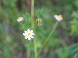 rosa blomma cosmos caudatus, vilda kosmos, ulam raja, kung av sallad som blommar i trädgården gröna blad grönsaksmat bakgrund foto