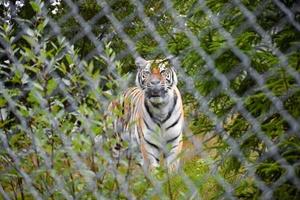 stor tiger vänd kamera och tittar genom ett staket foto