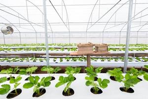 träinsektsskyddshus för bipollinering i växthusjordgubbsfarm foto