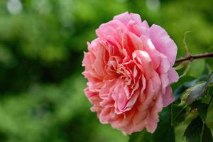 selektiv fokus skott av en rosa ros i en trädgård foto