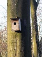 vertikal av en fågelholk som hänger på ett träd täckt med mossa foto