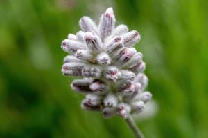 vita blommor av lavandula angustifolia foto