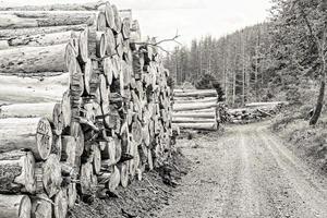 gråskala skott av en vacker vy av stapel av sågat gran trä foto