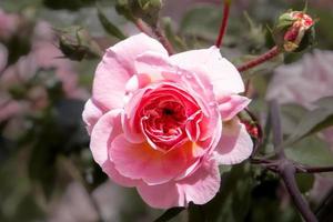 selektiv fokus skott av en rosa ros i en trädgård foto