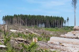 granskog förstörd av barkborre och storm foto