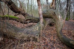 skott av träd i skogen foto