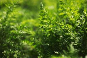 unga gröna morot lämnar konsistens. jordbruk bakgrund med gröna morotsblad. ung morotsväxt som spirar ur jord på en grönsaksbädd. foto