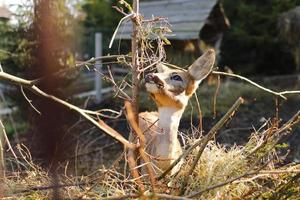 rådjur äter mat vid staketet på gården. djur bakgrund. selektiv fokusering foto