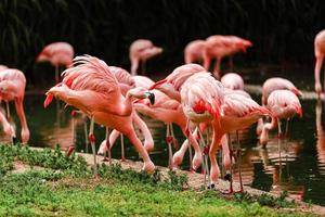 en flock rosa flamingos och reflektion i vattnet. selektiv fokusering foto