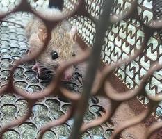 de bruna råttorna i en rostig råttfälla. foto