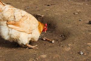 frigående kyckling på gården. kyckling såg kycklingbenet och vill äta det. foto