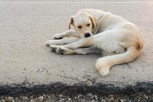gul labrador retriever väntar på gatan foto