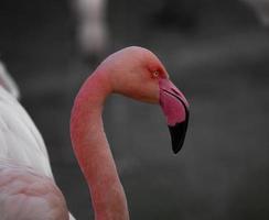 större flamingo med grå bakgrund foto