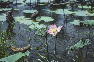 lotusbladet och träsket av rosa foto