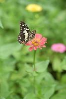 zinnia blommor, tropiska blommor, färgglada blommor, närbild blommor. foto