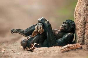 liggande västafrikansk schimpans slappnar av foto