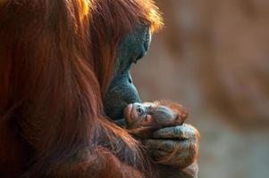 orangutangmamma tar hand om sitt barn foto