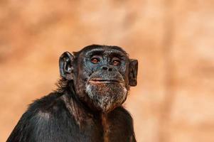 porträtt av en västafrikansk schimpans foto