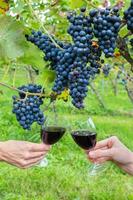 två händer som rostar med rött vin nära blå druvor foto