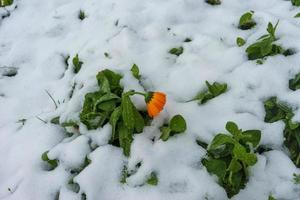 naturlig naturlig bakgrund med orange ringblomma i snön foto