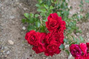 röda blommor på suddig bakgrund av en rabatt i trädgården foto