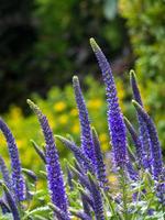 blommande spikar av veronica spicata ulster dvärgblå blomma foto