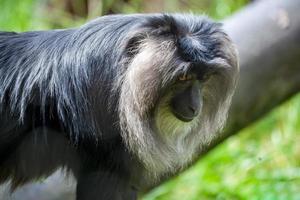närbild av en lejon-tailed makak foto
