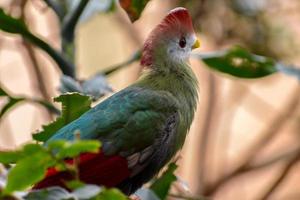 röd-crested turaco vilar i ett träd foto