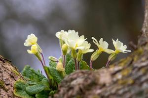 en klump gula primula som växer på ett träd foto